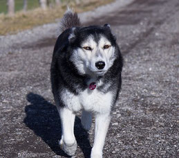 Frida, unser Husky Mix