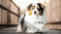 American Shepherd, Mini Aussie, Hundefotografie, Tierfotografie, Mabelle Photography