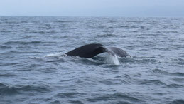 Humpback Whale, Buckelwal, Megaptera novaeangliae, Puerto Lopez