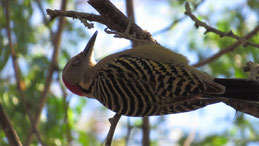 Hispaniolan Woodpecker, Haitispecht, Melanerpes striatus, Sierra de Bahoruco