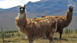 Llama, Lama, Lama glama, Cotopaxi National Park