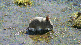 Darwin´s leaf-eared mouse, Darwin-Blattohrmaus, Phyllotis darwini, Lauca National Park