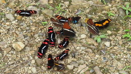 Butterflies, Peru, Tambopata