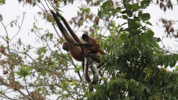 Geoffroy´s spider monkey, Geoffroy Klammeraffe, Ateles geoffroyi