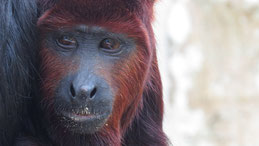 Venezuelan Red Howler Monkey, Roter Brüllaffe, Alouatta seniculus