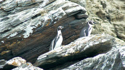 Humboldt Penguin, Humboldt-Pinguin, Spheniscus humboldti, Humboldt NP