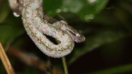 eyelash viper, Greifschwanz-Lanzenotter, Bothriechis schlegelii