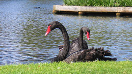 Black Swan, Trauerschwan, Cygnus atratus, Perth