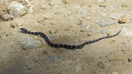 Cope's false coral snake, Pliocercus euryzonus