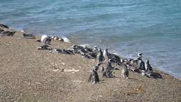 Magellanic Penguin, Magellan-Pinguin, Valdes