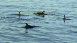 Dusky Dolphin, Schwarzdelfin,  Lagenorhynchus obscurus