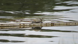Yellow-spotted River Turtle, Terekay-Schienenschildkröte, Podocnemis unifilis