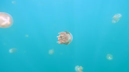 Golden Jellyfish, Goldene Qualle, Mastigias cf. papua ssp. etpisoni