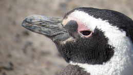 Magellanic penguin, Magellan-Pinguin, Spheniscus magellanicus