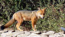 Southamerican Grey Fox, Argentinischer Kampfuchs, Fray Jorge National Park