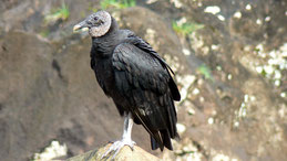 Black Vulture, Rabengeier, Coragyps atratus