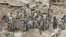 Humboldt Penguin, Humboldt-Pinguin, Spheniscus humboldti, Islas Ballestas