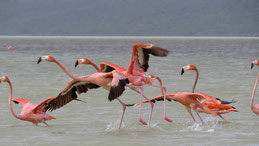Red Flamingo, Kubaflamingo, Phoenicopterus ruber, Laguna de Oviedo