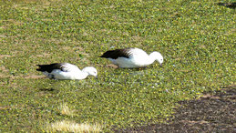 Andean Goose, Andengans, Chloephaga melanoptera, Lauca National Park
