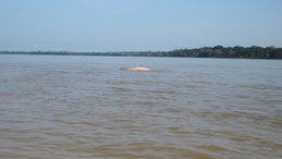 Amazon River Dolphin, Amazonasdelfin, Inia geoffrensis