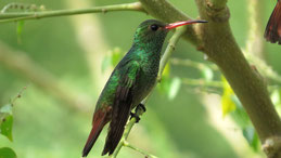 Rufous-tailed Hummingbird, Braunschwanzamazilie, Amazilia tzacatl