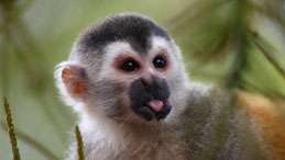 Central american squirrel monkey, Mittelamerikansicher Totenkopfaffe, Saimiri oerstedii 