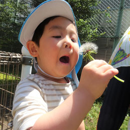 タンポポの綿毛飛ばし!勢いよく息を吸っている瞬間をパシャリ!