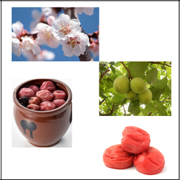 Umeboshi, the food saved atomic survivors of Hiroshima and Nagasaki