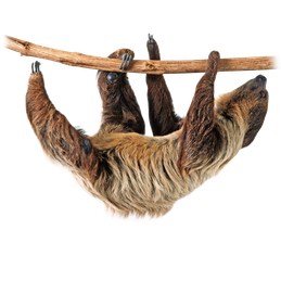 paresseux sloth transparent png  pour illustration devoir