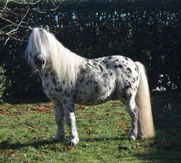 Son père, Titeuf des Galipettes