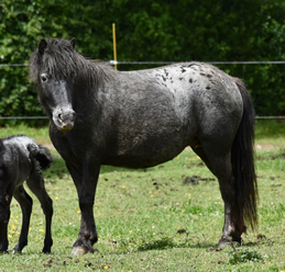 Sa mère, Khaleesi du Theil