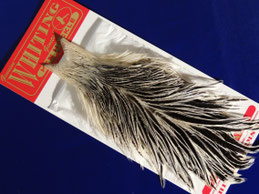 Whiting Hen Cape