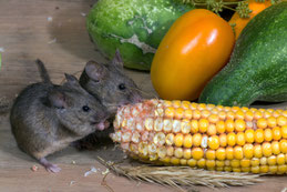 un dératiseur tuant un cafard. Nous intervenons aussi contre les rats, les guêpes, les frelons, les souris, les taupes, les mouches, moustiques, blattes, cafards. Pour effectuer la dératisation, la désinsectisation à Redon, Questembert, Pontchâteau, Blain