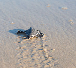 Lamu Marine Conservation