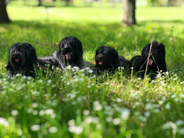 Auwaldwuffel Schapendoes Bisou Camille Cooper Jane