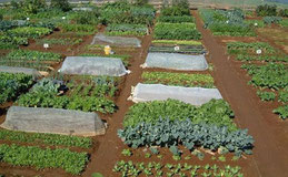 野菜が育っている農業体験区画の全体の様子