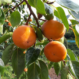 ホーム - 和歌山の富有柿の通販は中村農園