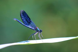 Foto: Prachtlibelle / NABU D. Bellmer