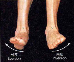 足首の捻挫としては圧倒的に内反の捻挫が多くなっています。