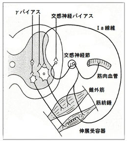 筋紡錘と交感神経