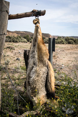 frisch gefangener Fuchs