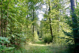 Walderleben, Shinrin Yoku, Waldbaden
