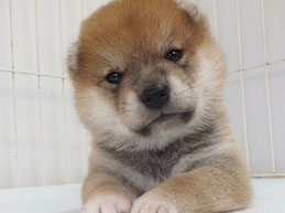 柴子犬の画像