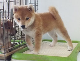 柴子犬の画像