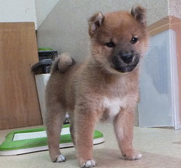 柴子犬の画像