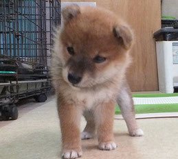 柴子犬の画像