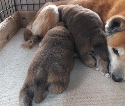 柴犬親子の画像