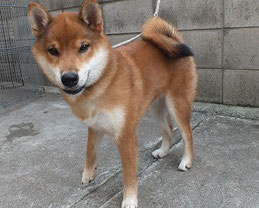 柴子犬の画像