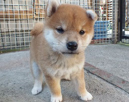 柴子犬の画像