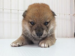柴子犬の画像